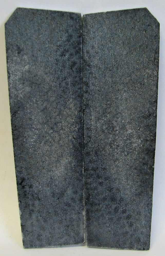 FOSSIL CORAL SCALES 4-5/16 x 1-1/4 x 1/16