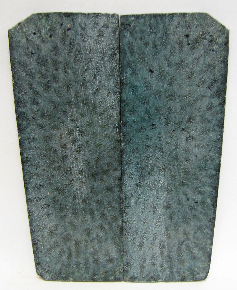 FOSSIL CORAL SCALES 3-5/8 x 1-1/4 to 1-3/8 x 1/16