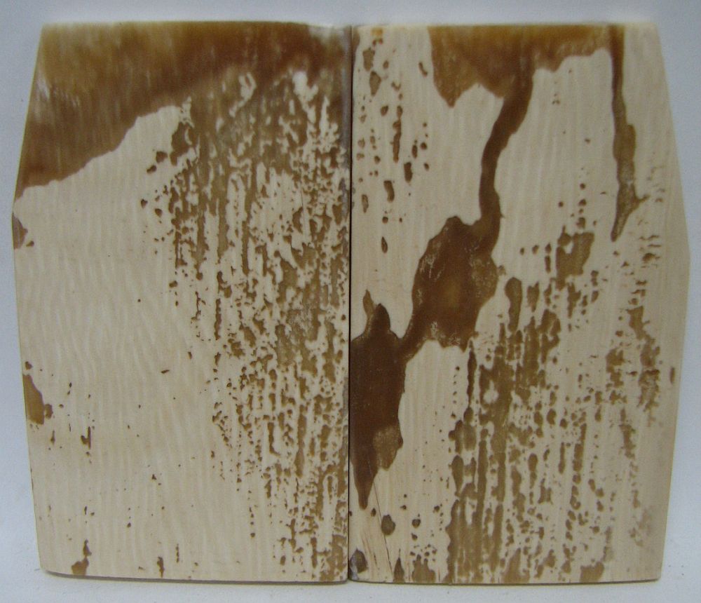 MAMMOTH IVORY SCALES 2-13/16 x 1-3/8 to 1-5/8 x 1/8