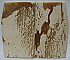 MAMMOTH IVORY SCALES 2-13/16 x 1-3/8 to 1-5/8 x 1/8