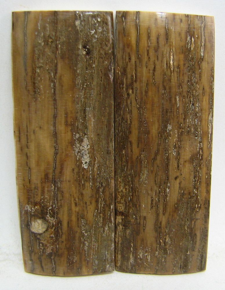 MAMMOTH IVORY SCALES 2-3/8 x 7/8 x 1/8