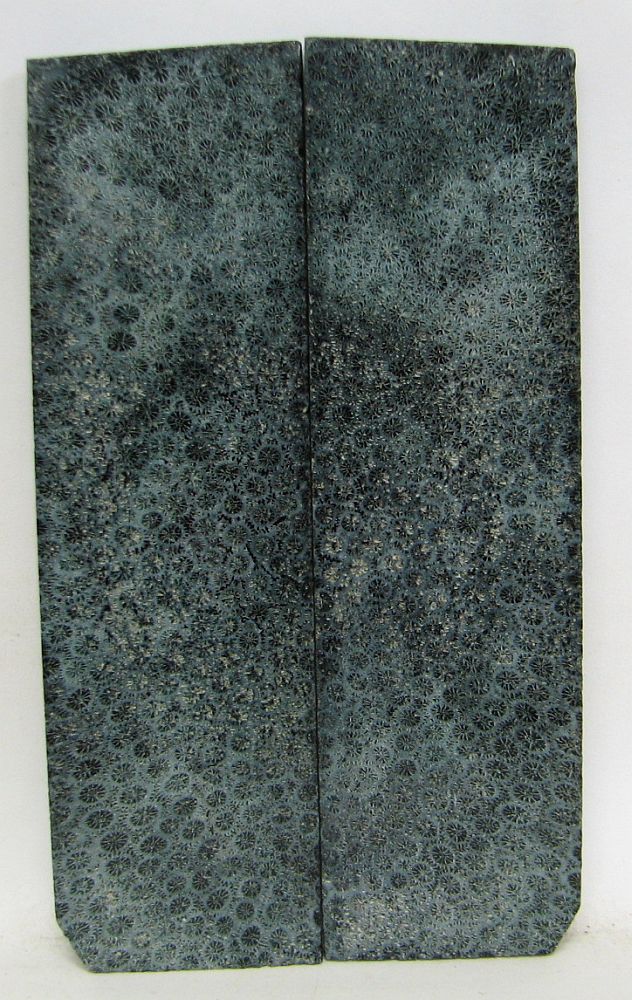 FOSSIL CORAL SCALES 4-13/16 x 1-3/8 x 5/32