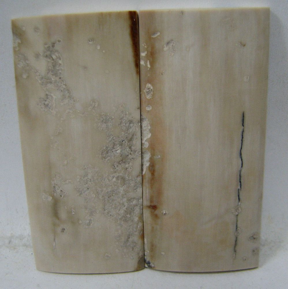 MAMMOTH IVORY SCALES 2-1/4 x 1 x 1/16