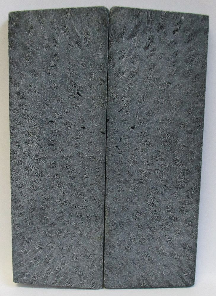 FOSSIL CORAL SCALES 4-1/2 x 1-9/16 x 5/32