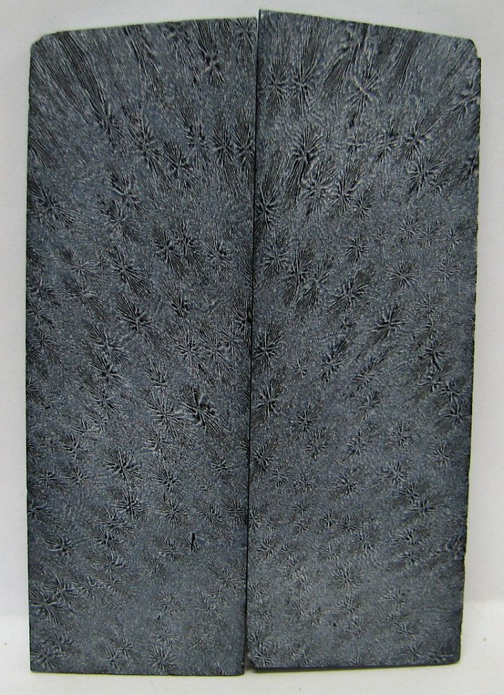 FOSSIL CORAL SCALES 4-7/16 x 1-1/2 x 1/8