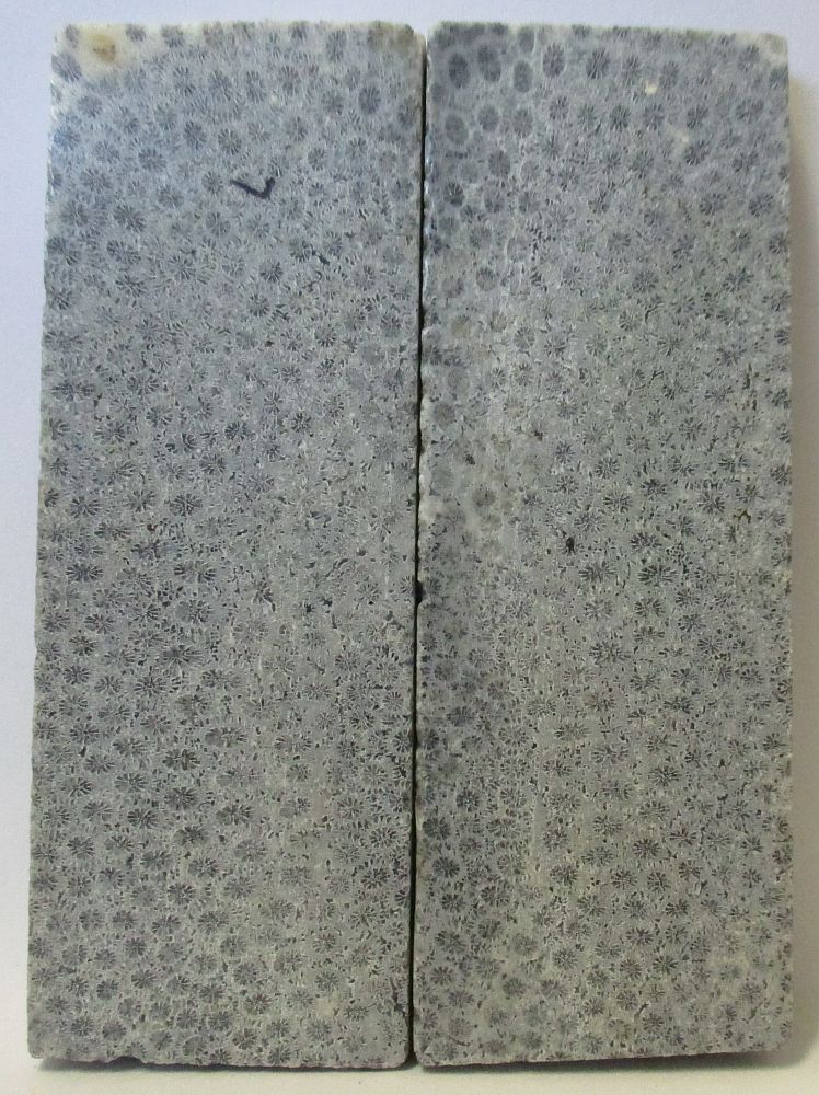 FOSSIL CORAL SCALES 3-15/16 x 1-7/16 x 1/4