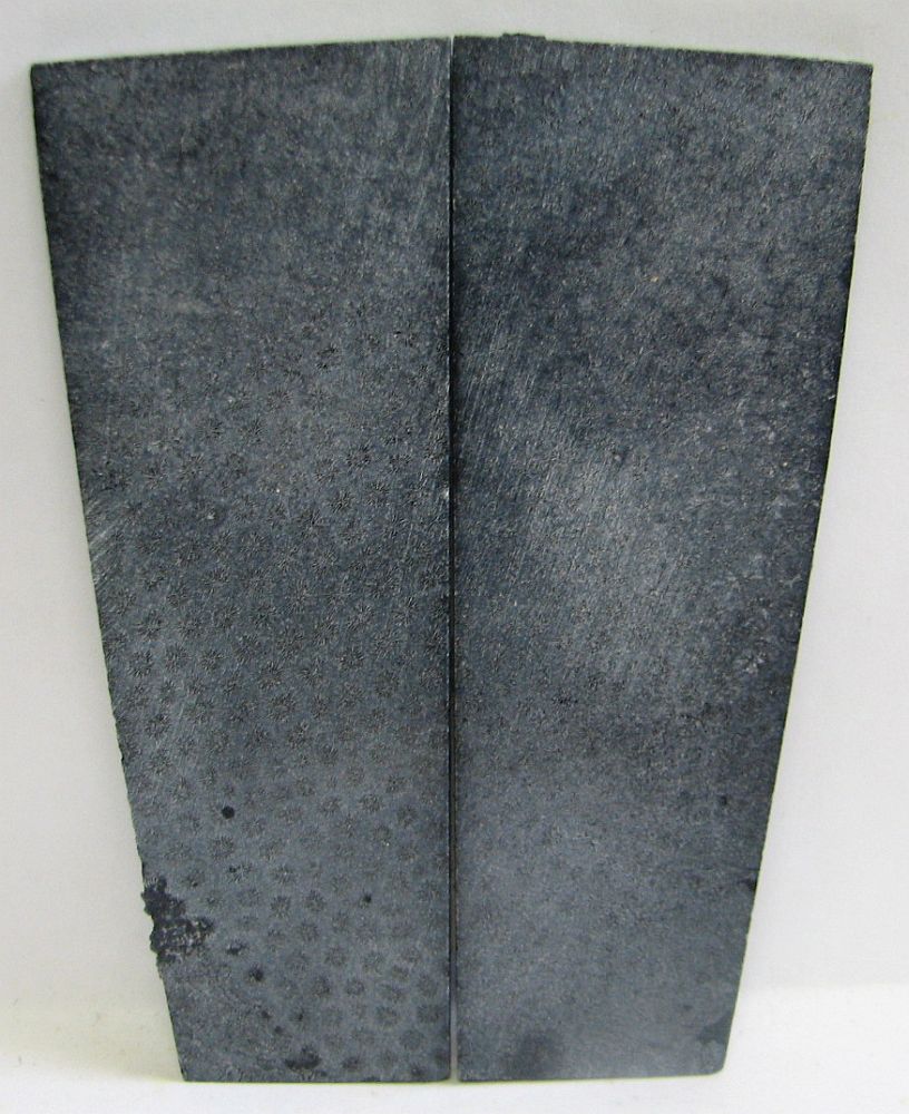 FOSSIL CORAL SCALES 4-3/8 x 1-1/4 to 1-9/16 x 1/8