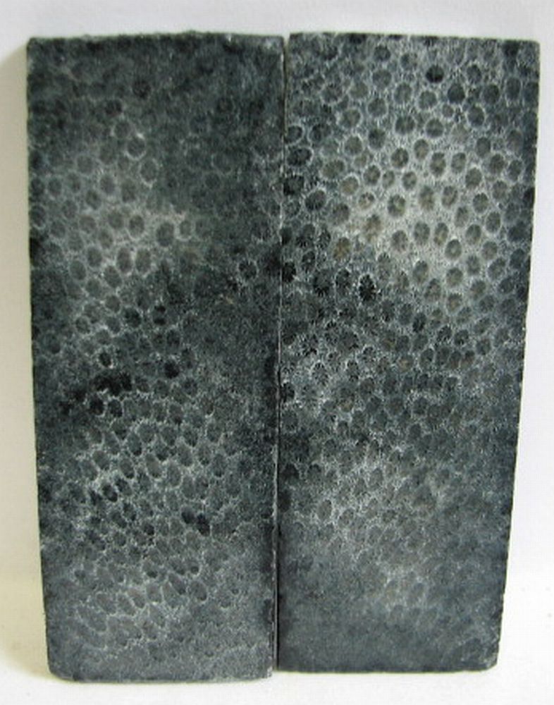 FOSSIL CORAL SCALES 3-15/16 x 1-3/8 x 1/8
