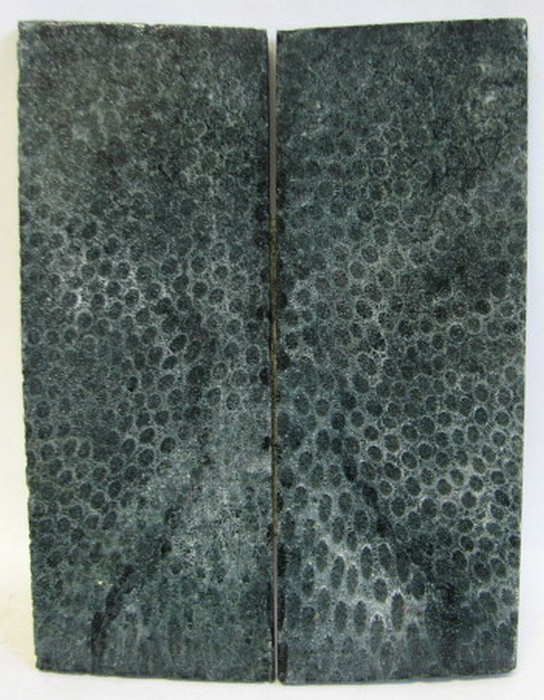 FOSSIL CORAL SCALES 4-5/8 x 1-11/16 x 5/32 