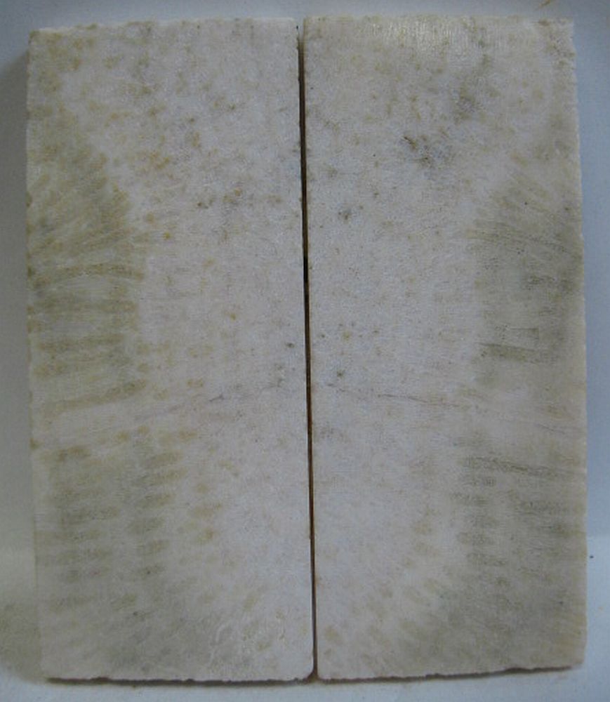 FOSSIL CORAL SCALES 4-1/8 x 1-3/4 x 1/4