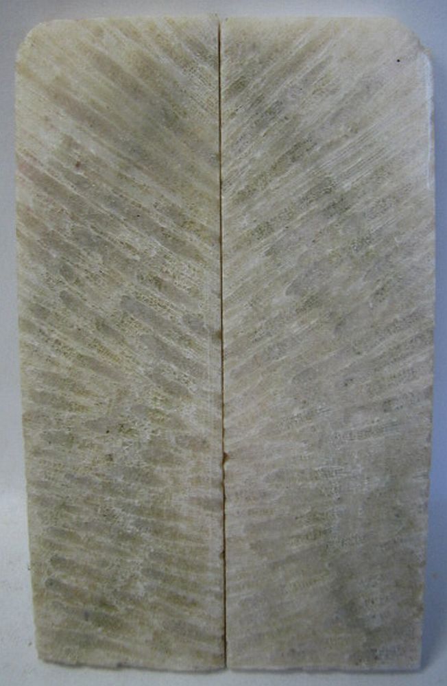 FOSSIL CORAL SCALES 3-7/8 x 1-3/16 x 3/16 