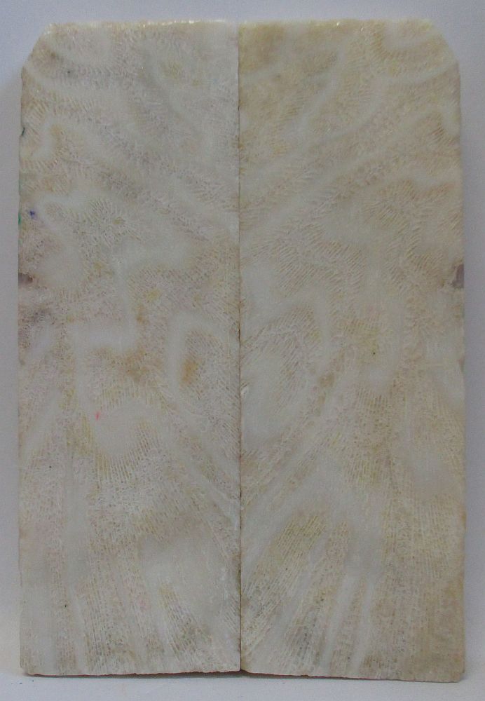 FOSSIL CORAL SCALES 5 x 1-11/16 x 1/4