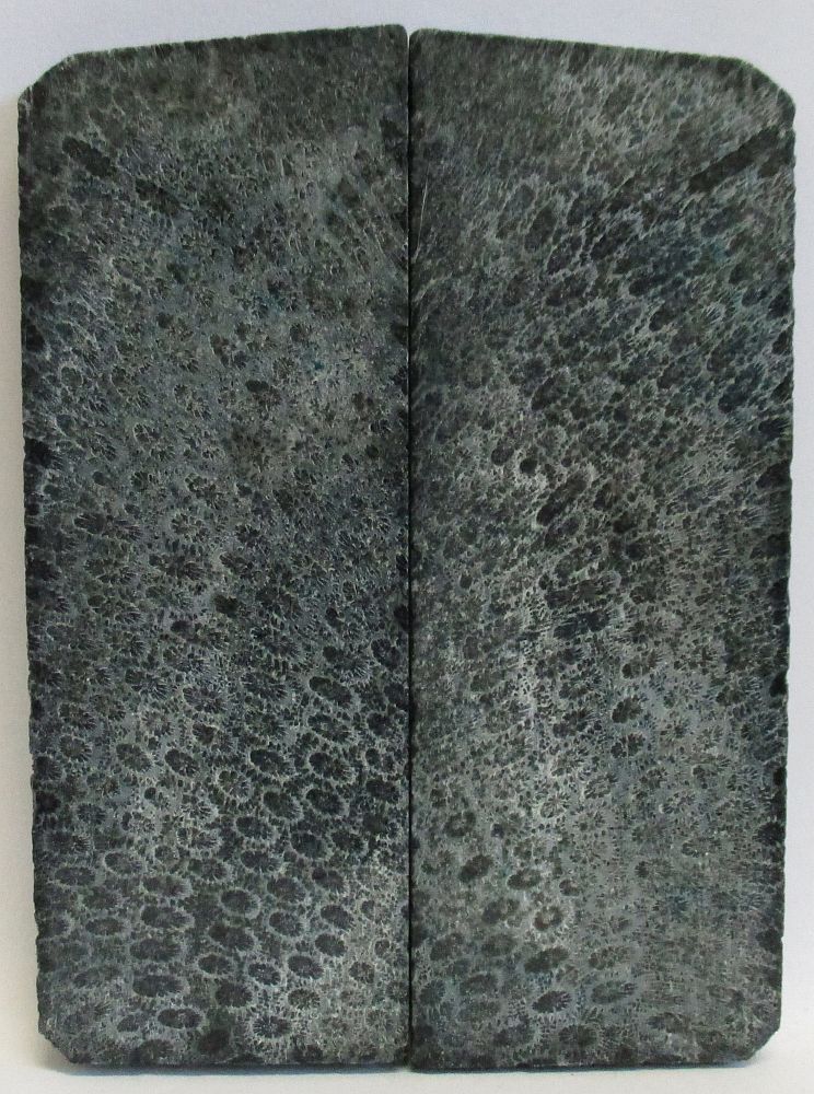FOSSIL CORAL SCALES    4-3/16 x 1-9/16 x 3/16