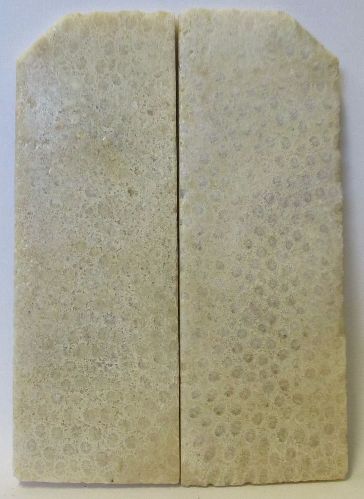 FOSSIL CORAL SCALES 3-5/8 to 4 x 1-3/8 to 1-7/16 x 5/32