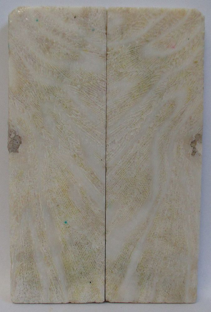 FOSSIL CORAL SCALES 5-1/8 x 1-5/8 x 1/4 