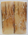 MAMMOTH IVORY SCALES 2-9/16 x 1 x 5/32