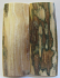 MAMMOTH IVORY SCALES 2-11/16 x 1 x 5/32