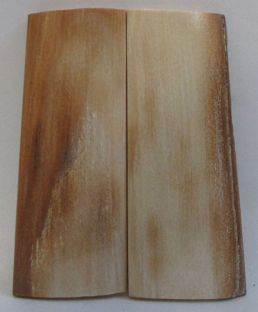 MAMMOTH IVORY SCALES 2-7/16 x 7/8 x 1/16