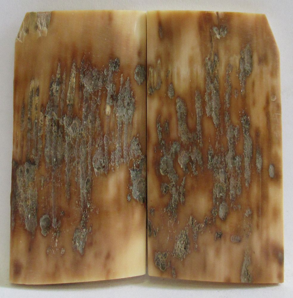 MAMMOTH IVORY SCALES 2-3/16 x 1 to 1-1/16 x 1/8