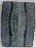 FOSSIL CORAL SCALES 4 x 1-7/16 x 5/32