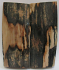 MAMMOTH IVORY SCALES 2-1/2 x 1 x 3/16