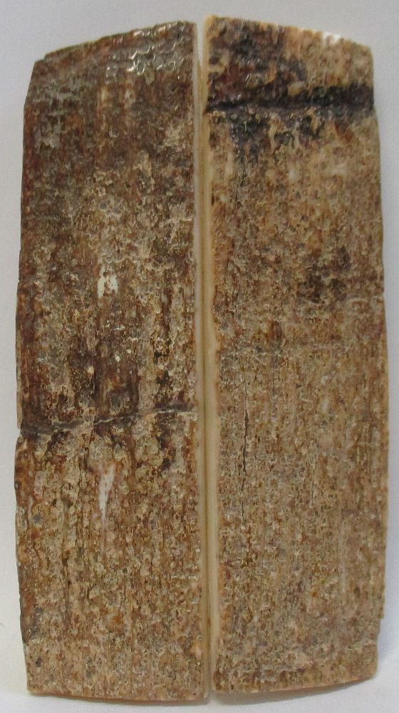 MAMMOTH IVORY SCALES 3-1/16 x 7/8 x 1/16