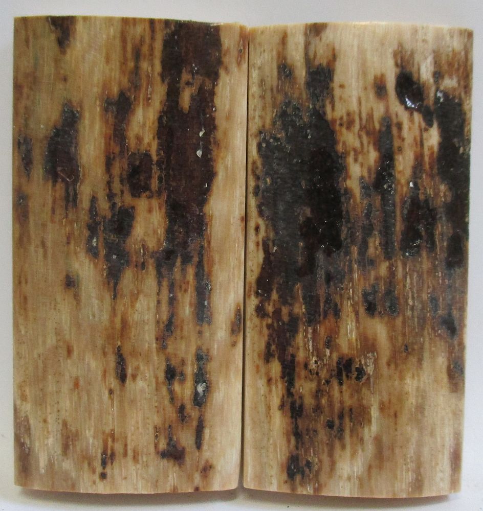 MAMMOTH IVORY SCALES 2-3/8 x 1-1/8 x 3/16
