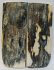 MAMMOTH IVORY SCALES 2-7/8 X 1 X 1/8