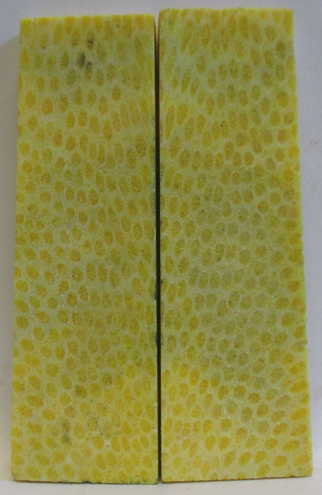 FOSSIL CORAL SCALES 4-9/16 x 1-3/8 to 1-3/8 x 1/4