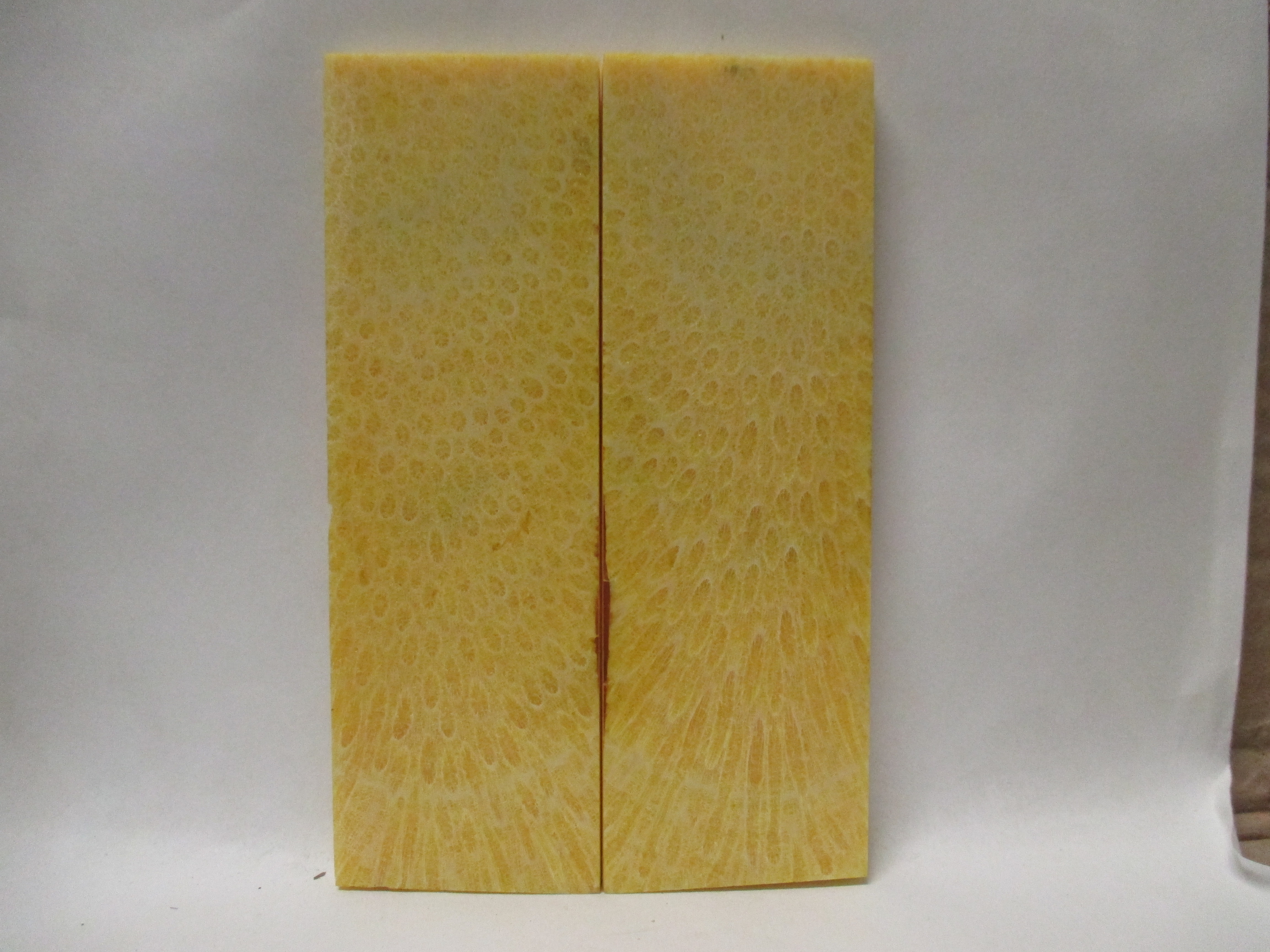 FOSSIL CORAL SCALES      5-1/8 X 1-5/8 X 3/16