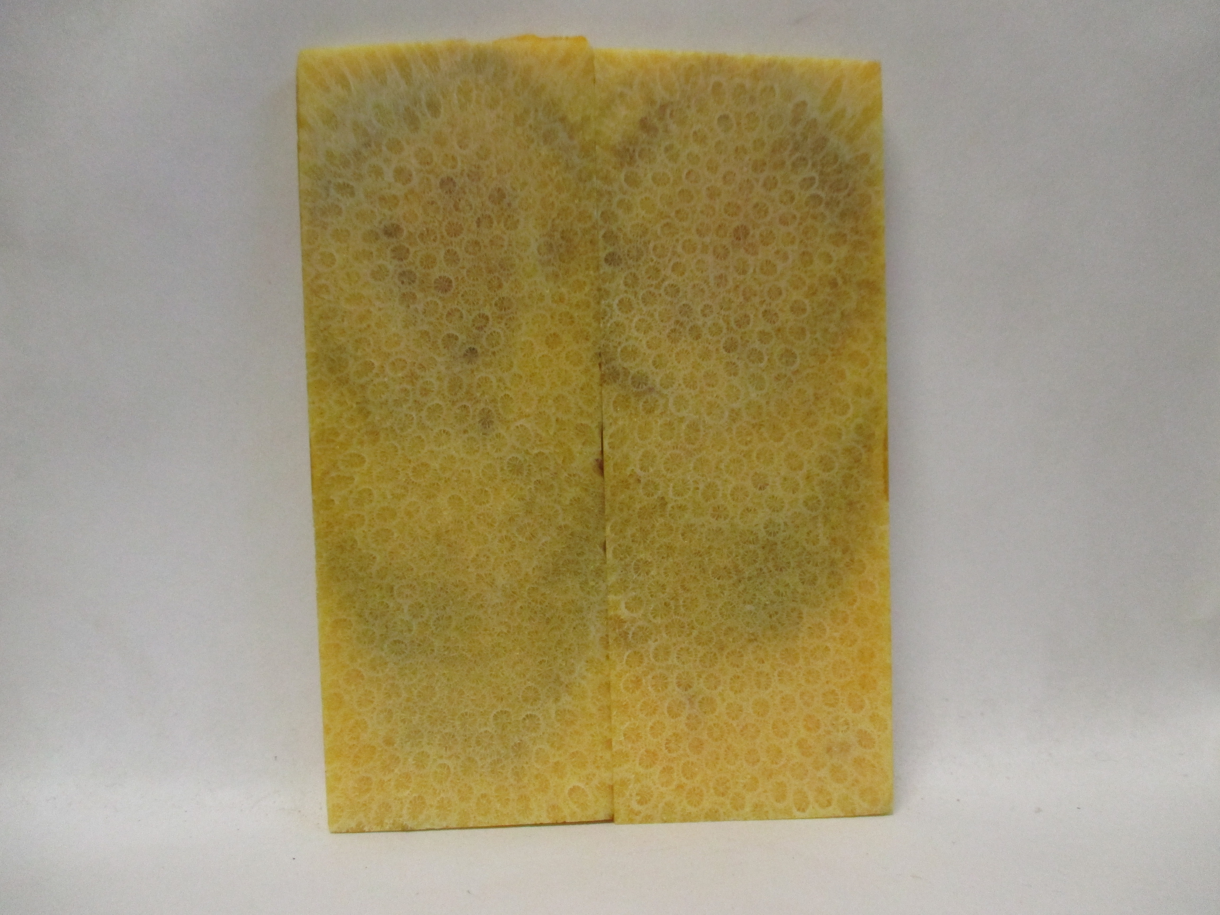 FOSSIL CORAL SCALES      4-11/16 X 1-11/16 x 3/16