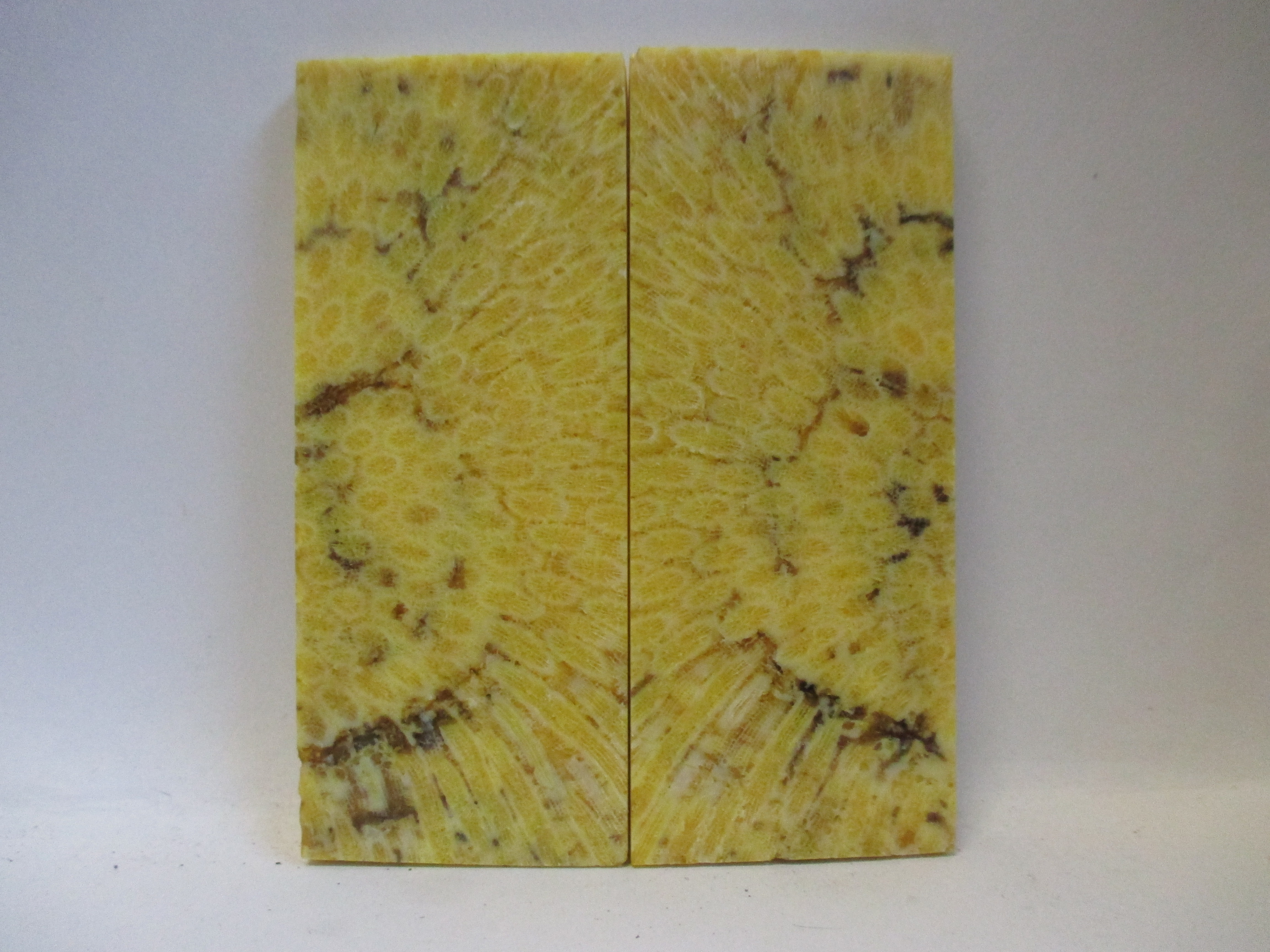 FOSSIL CORAL SCALES        3-1/2 X 1-7/16 X 5/32
