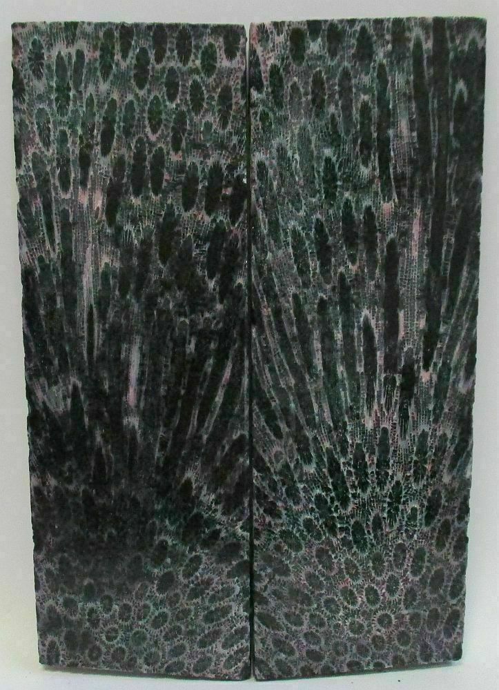 FOSSIL CORAL SCALES              4-7/16 X 1-1/2 X 1/8
