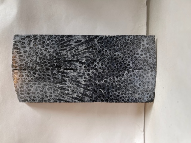FOSSIL CORAL SCALES               5-1/16 tapers X 1-1/8 X 1/8