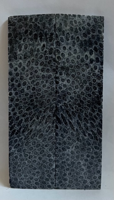 FOSSIL CORAL SCALES           4-1/2 X 1-1/4 X 1/8