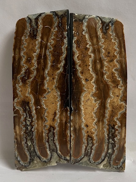 MAMMOTH TOOTH                3-7/8 X 1-3/8 X 1/8