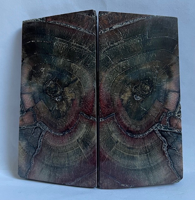 END GRAIN CUT MAMMOTH IVORY                  3-1/4 X 1-9/16 X 3/16