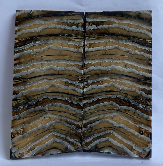 MAMMOTH TOOTH             3-1/4 X 1-9/16 X 1/16 to 1/8