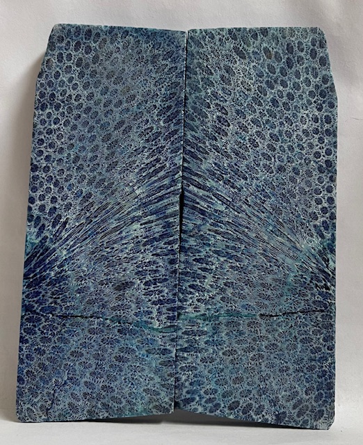 FOSSIL CORAL SCALES              4-3/4 X 1-3/4 to 1-7/8 X 1/4