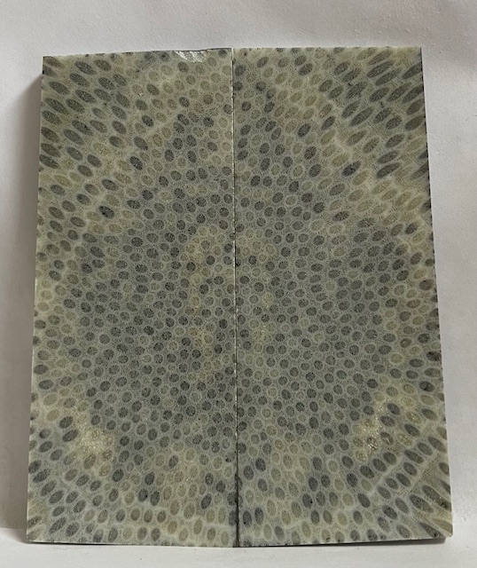 FOSSIL CORAL SCALES           4-7/16 X 1-3/4 X 3/16