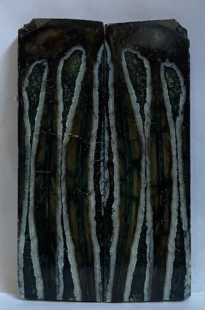 MAMMOTH TOOTH              3-15/16 X 1-3/16 X 1/8