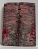 FOSSIL CORAL SCALES           3-7/8 X 1-7/16 X 3/16
