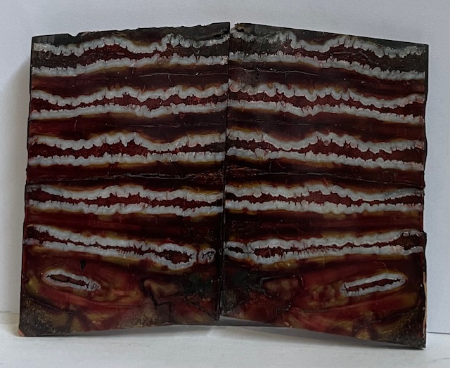 MAMMOTH TOOTH                  2-7/8 X 1-15/16 X 1/16 