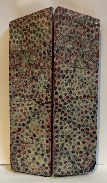 FOSSIL CORAL SCALES               4-5/8 tapers X 1-5/16 X 3/16 