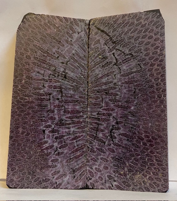 FOSSIL CORAL SCALES               4-3/8 X 1-7/8 X 1/4
