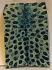 FOSSIL CORAL SCALES               4-3/8 X 1-3/8 X 1/8