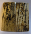  MAMMOTH IVORY SCALES            2-5/16 X 1-1/16 X 1/16