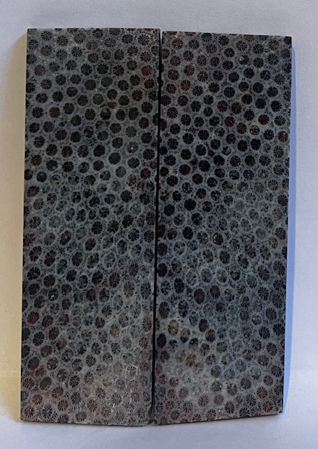 FOSSIL CORAL SCALES             3-7/16 X 1-1/8 X 1/8