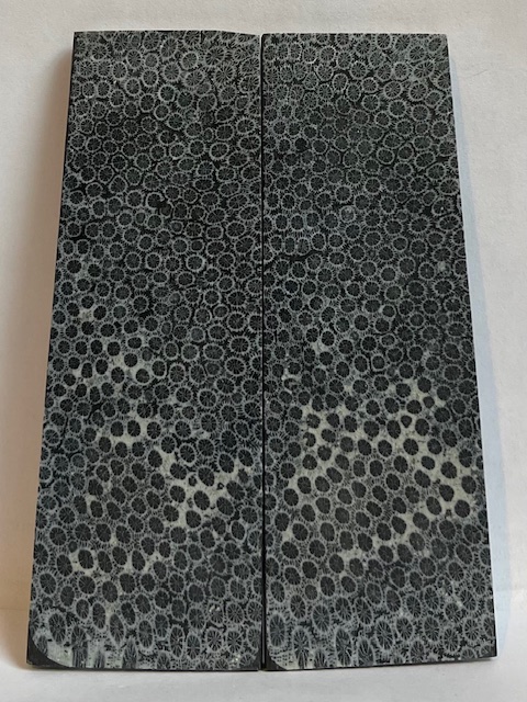 FOSSIL CORAL SCALES            3-15/16 X 1-1/4 to 1-5/16 X 5/32