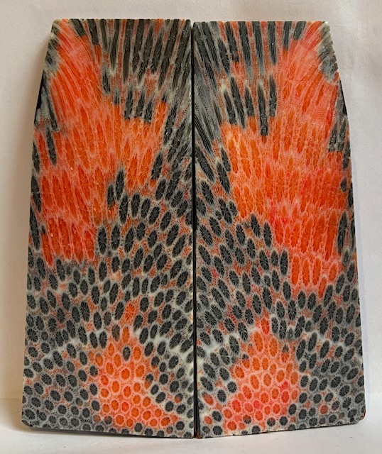FOSSIL CORAL SCALES               4-3/4 X 1-5/8 to 1-7/8 X 3/16